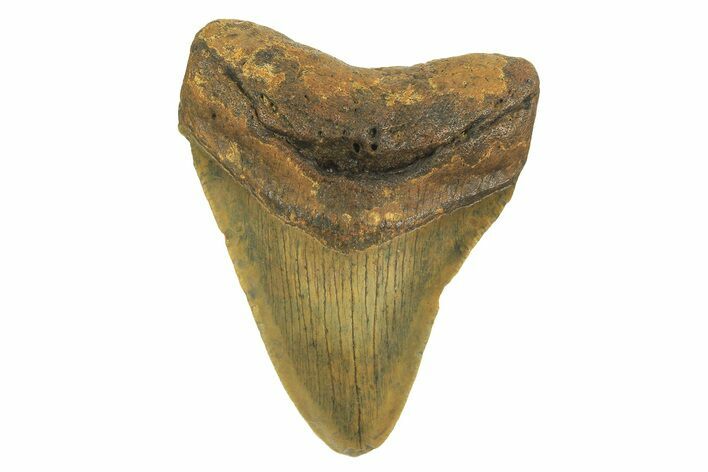 Fossil Megalodon Tooth - North Carolina #298875